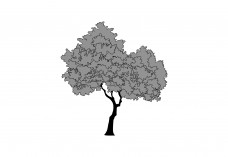 Tree Free Vector | Vector free files